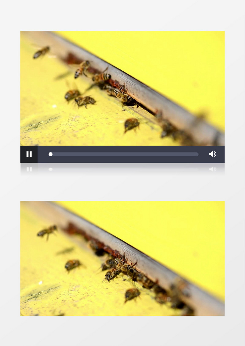高清近距离特写拍摄户外昆虫成群的飞舞的黄色的蜜蜂实拍视频素材