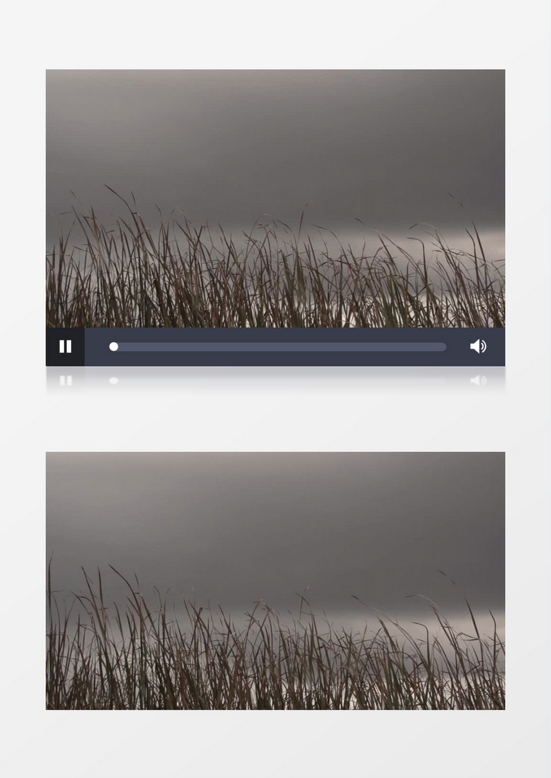 高清近距离特写拍摄户外灰暗天空野草实拍视频素材