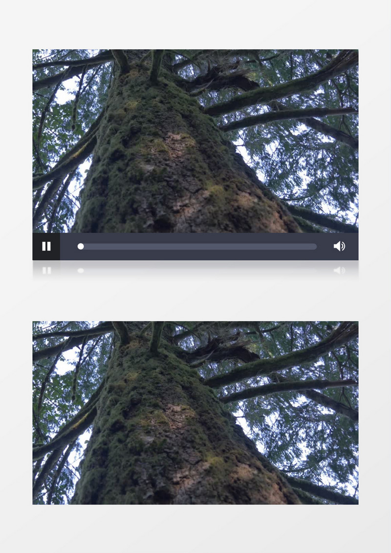 特写近距离拍摄户外森林公园松木松树针叶树针叶苔藓实拍视频素材