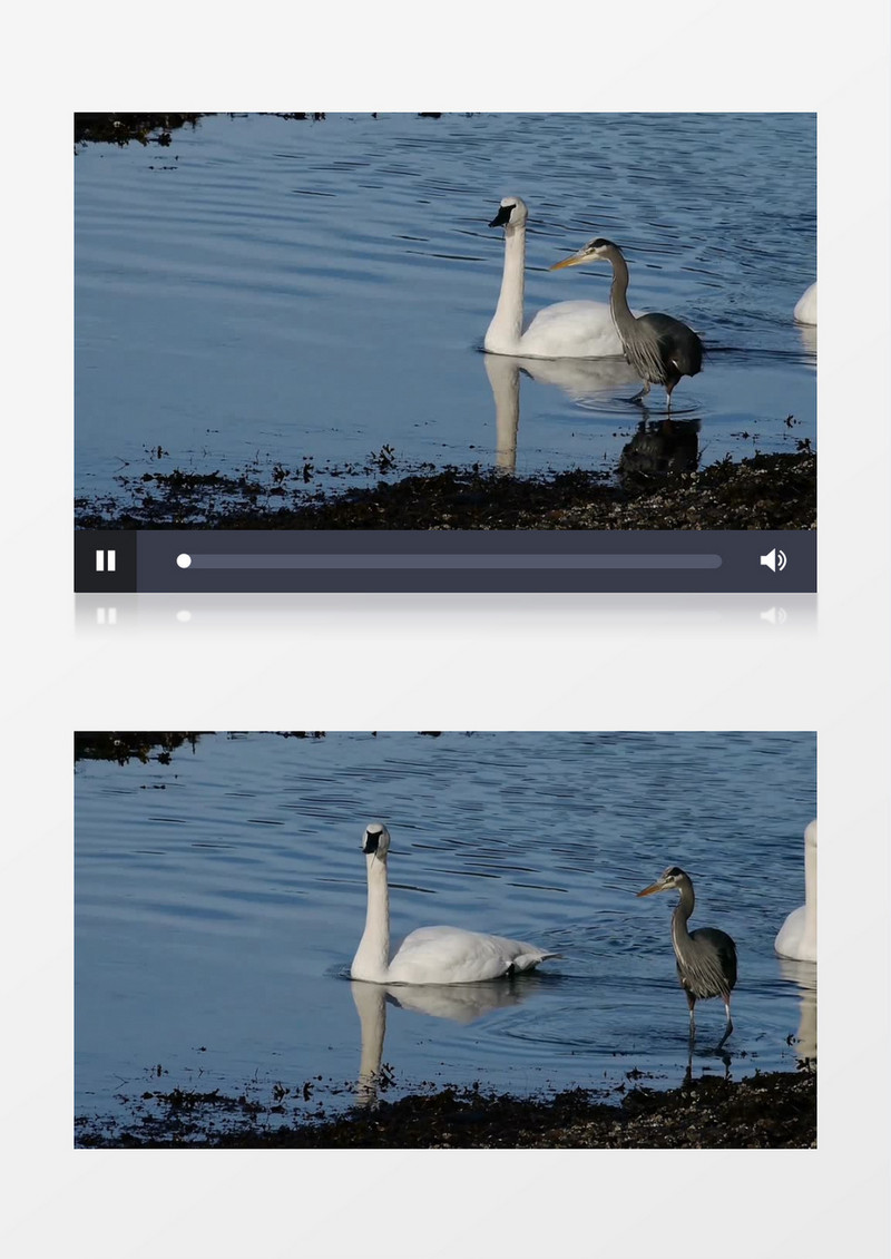 美丽的湖边天鹅和鸭子一起游泳实拍视频