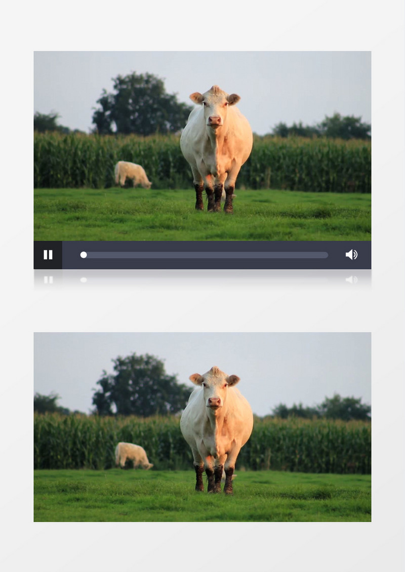 近距离拍摄农场牧场草原奶牛吃草放牧实拍视频素材