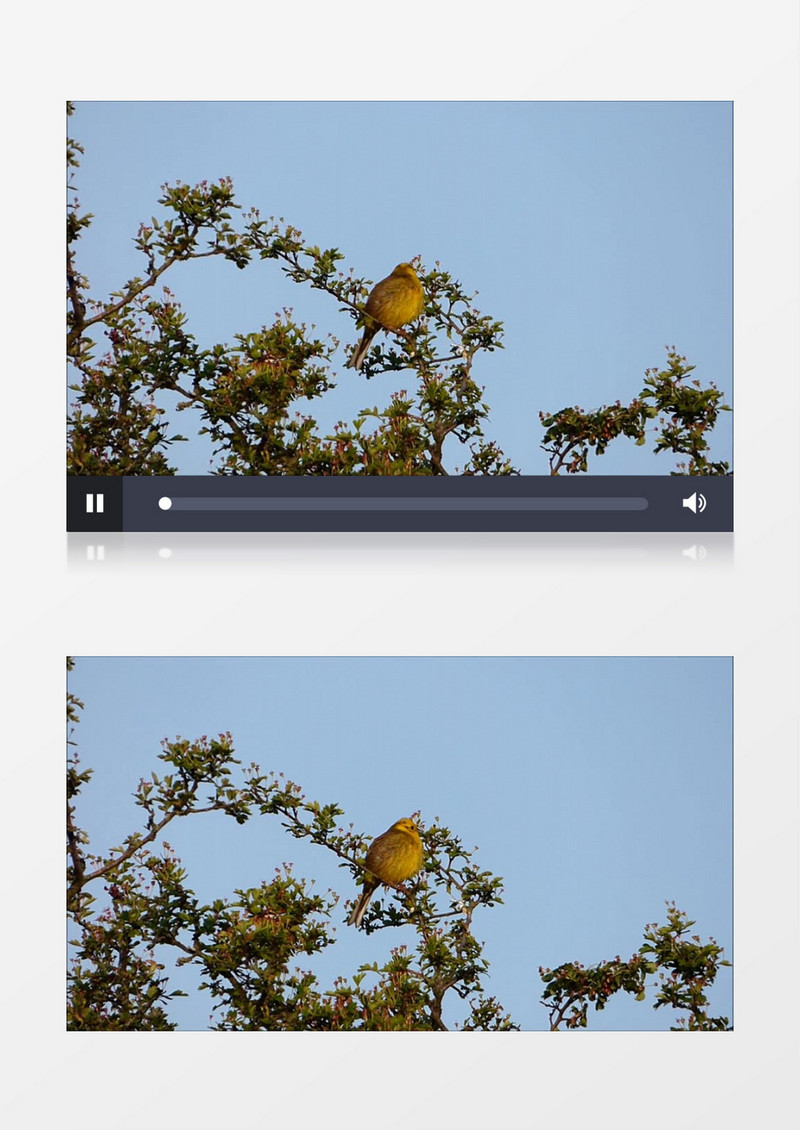 近距离特写拍摄树枝上野生动物黄色小鸟实拍视频素材