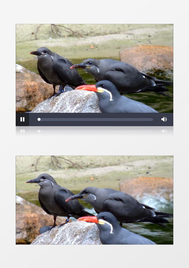 美国南部厄瓜多尔野生动物海鸟燕鸥实拍视频素材