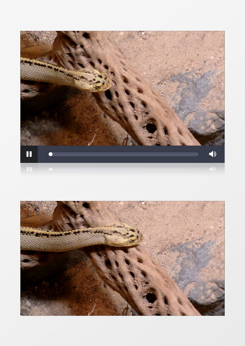  近距离拍摄墨西哥爬行动物有毒的响尾蛇实拍视频素材