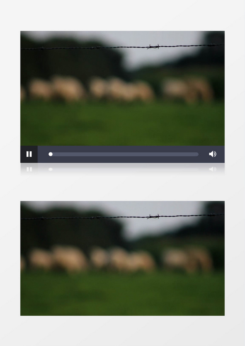 模糊散景拍摄牧场草原上奶牛兽群实拍视频素材