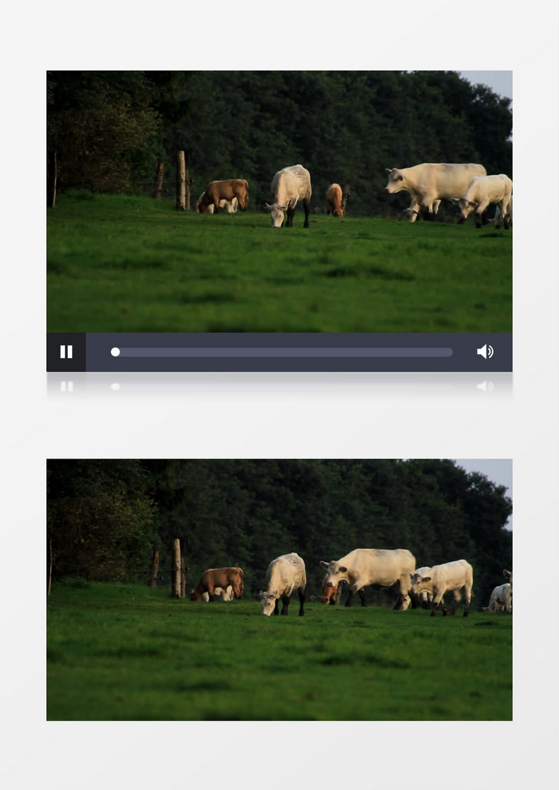 高清拍摄农场牧场成群的奶牛实拍视频素材