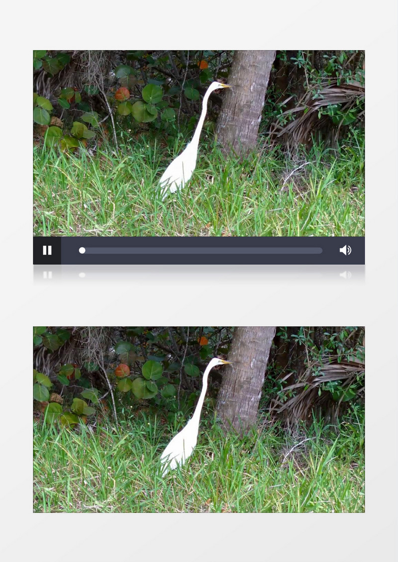 佛罗里达州森林沼泽野生动物大白鹭苍鹭实拍视频素材
