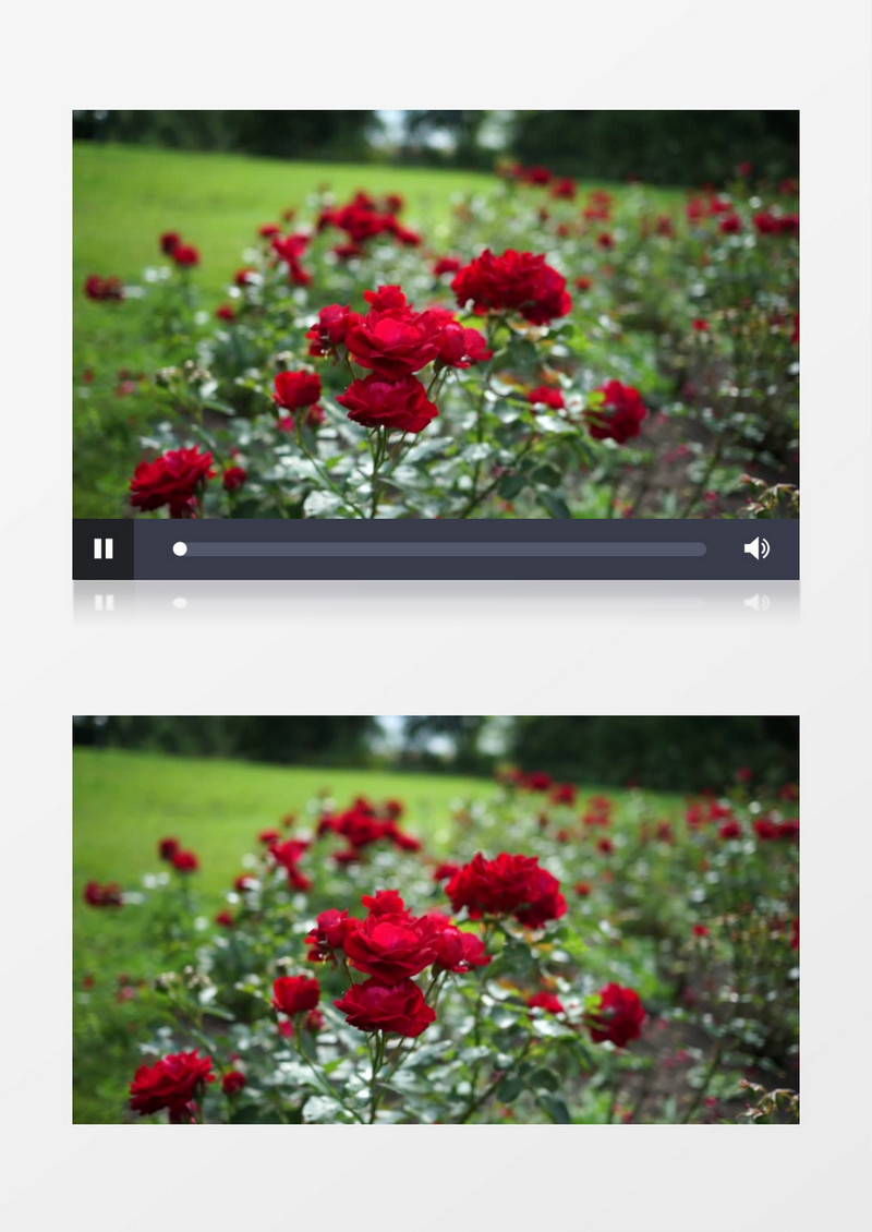 随风而动的玫瑰花实拍视频素材