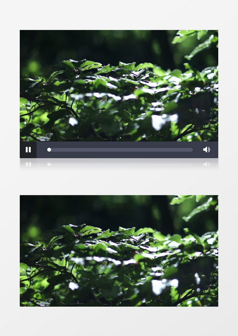阳光下的树叶实拍视频素材