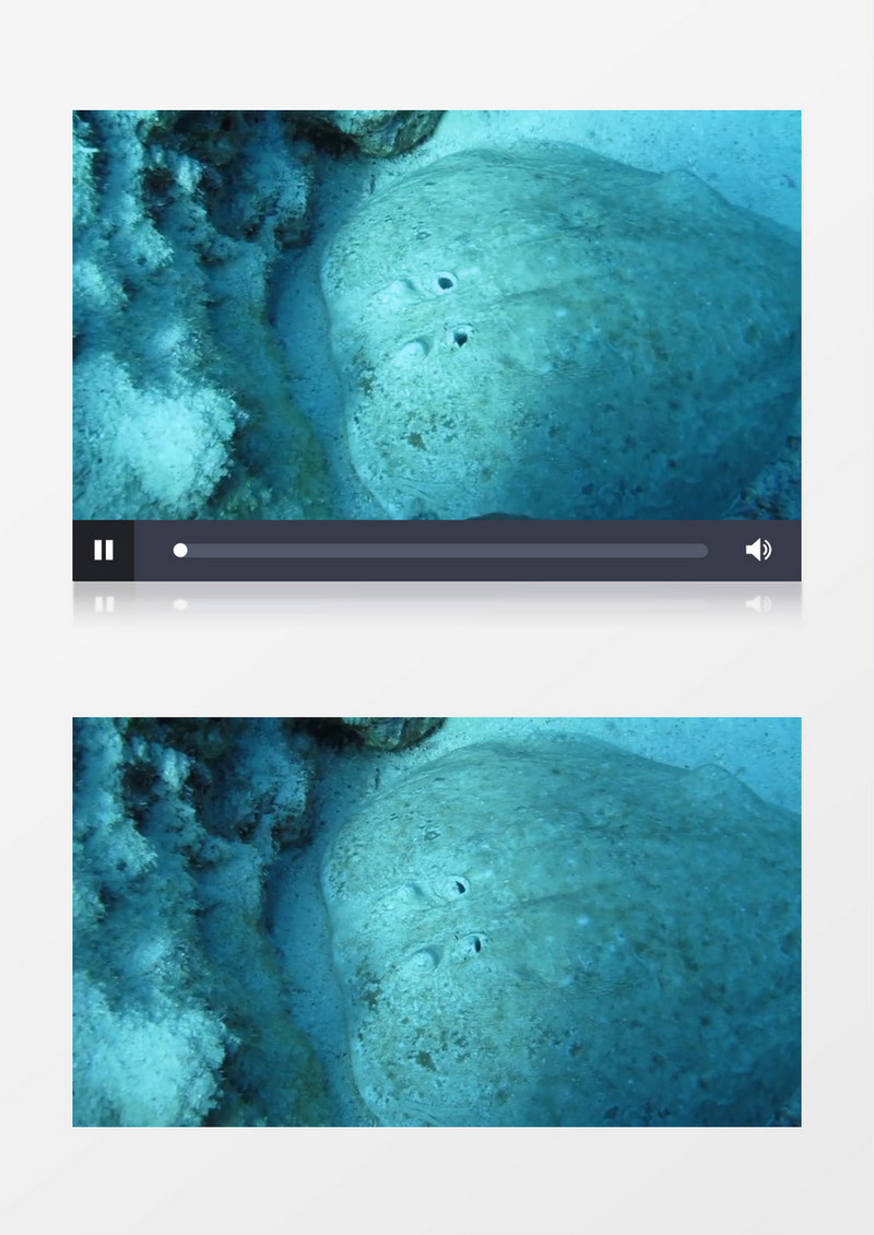 海洋海底鱼类实拍视频素材