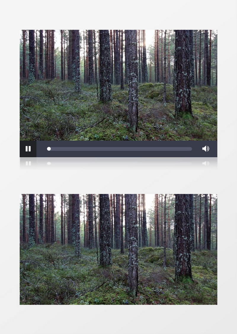 森林灌木丛实拍视频素材