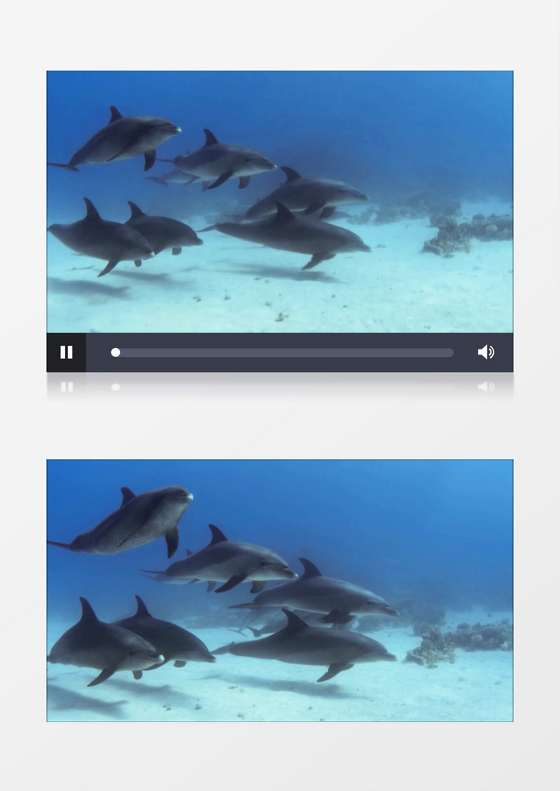 海底世界水下海豚游泳实拍视频素材