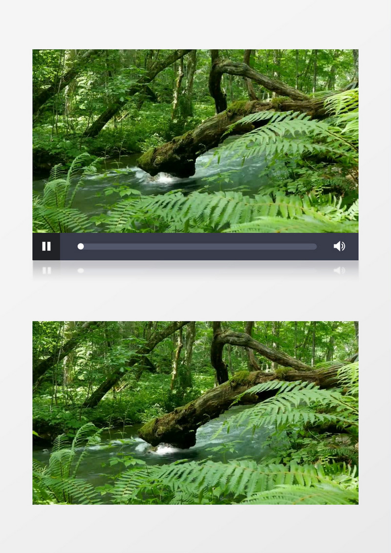 河边的树林和灌木高清实拍视频