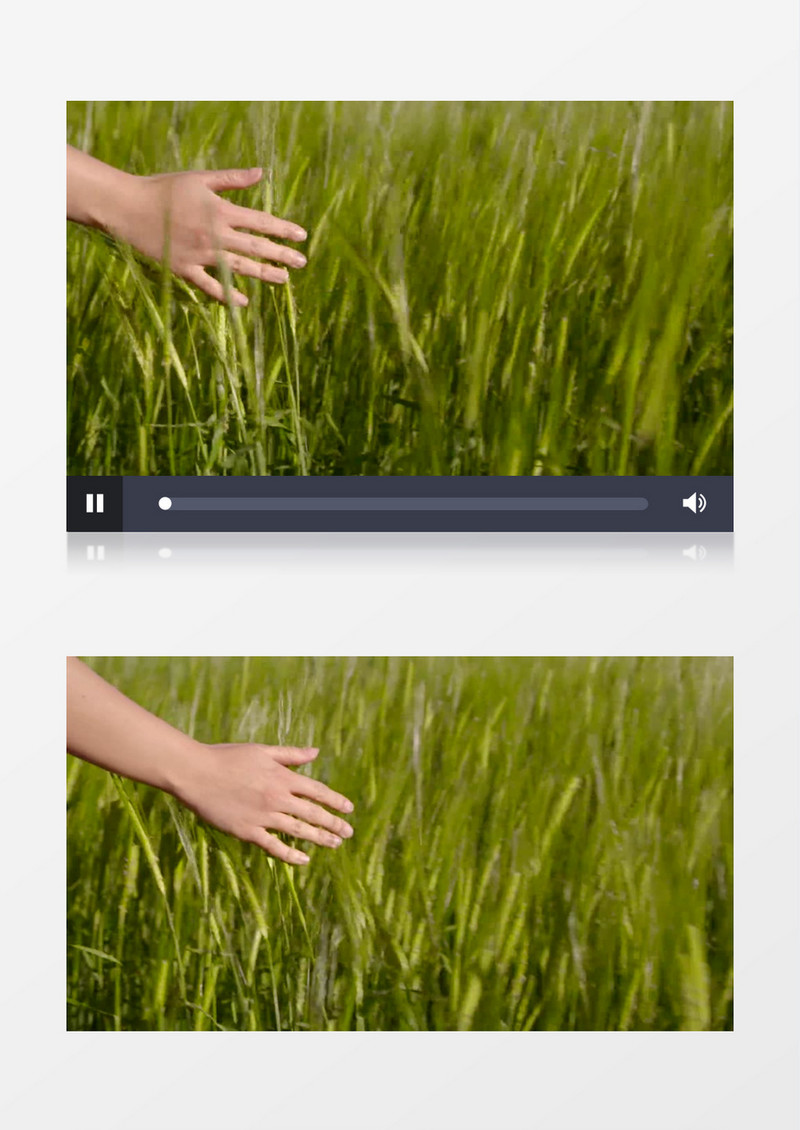 慢动作手轻抚小麦实拍视频素材
