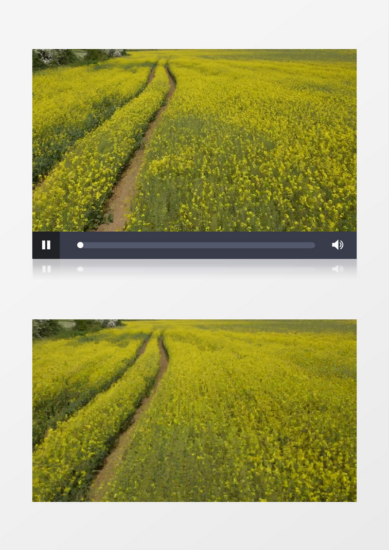 无人机穿越金黄色的油菜花种植地实拍视频素材