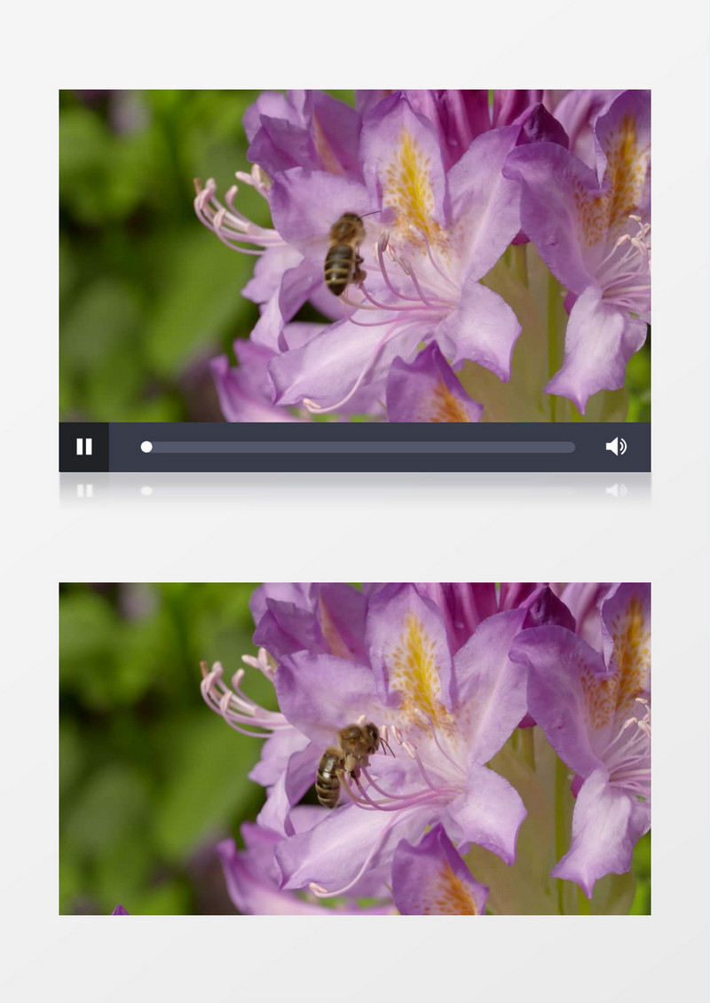 春天花园鲜花蜜蜂采蜜高清视频素材