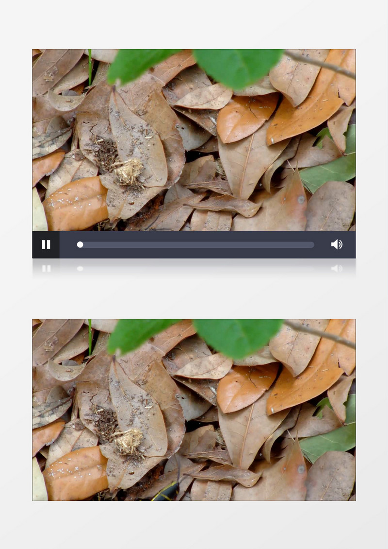 丰富多彩植物昆虫树叶实拍视频素材