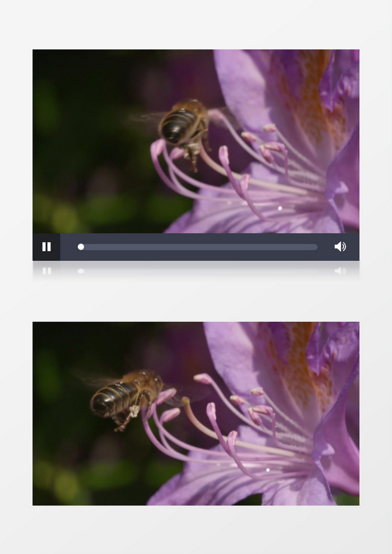 夏天蜜蜂花丛采蜜授粉实拍视频素材
