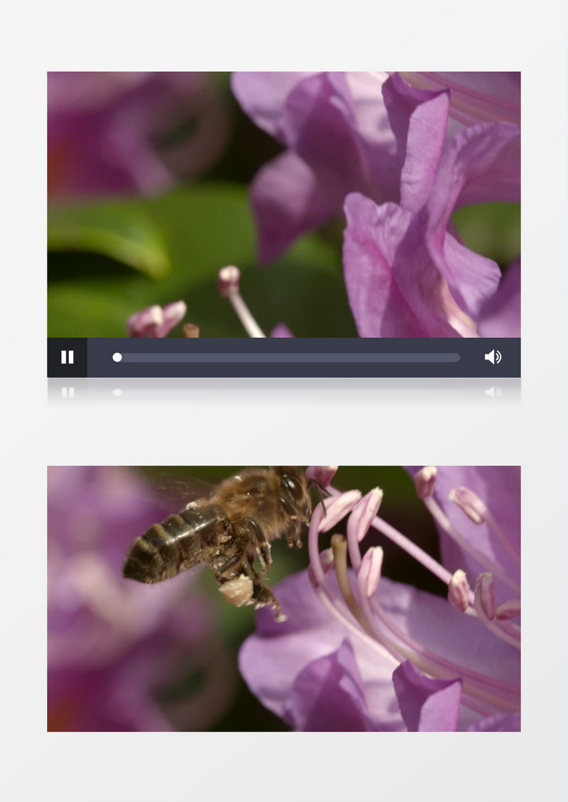 夏天昆虫蜜蜂采蜜授粉实拍视频素材