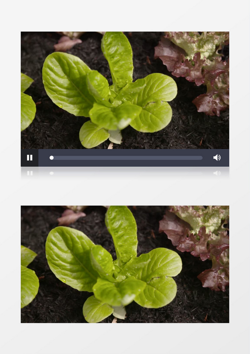 户外新鲜植物栽培实拍视频素材