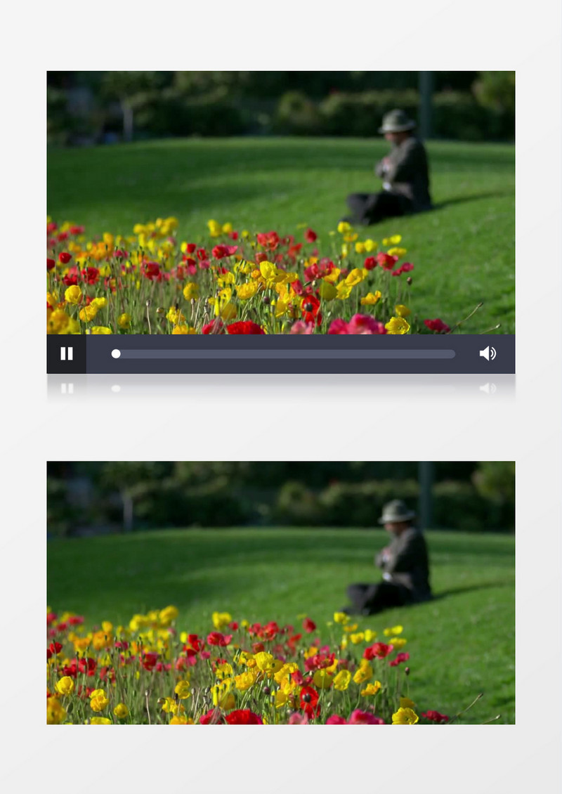 公园里颜色艳丽的花朵实拍视频素材