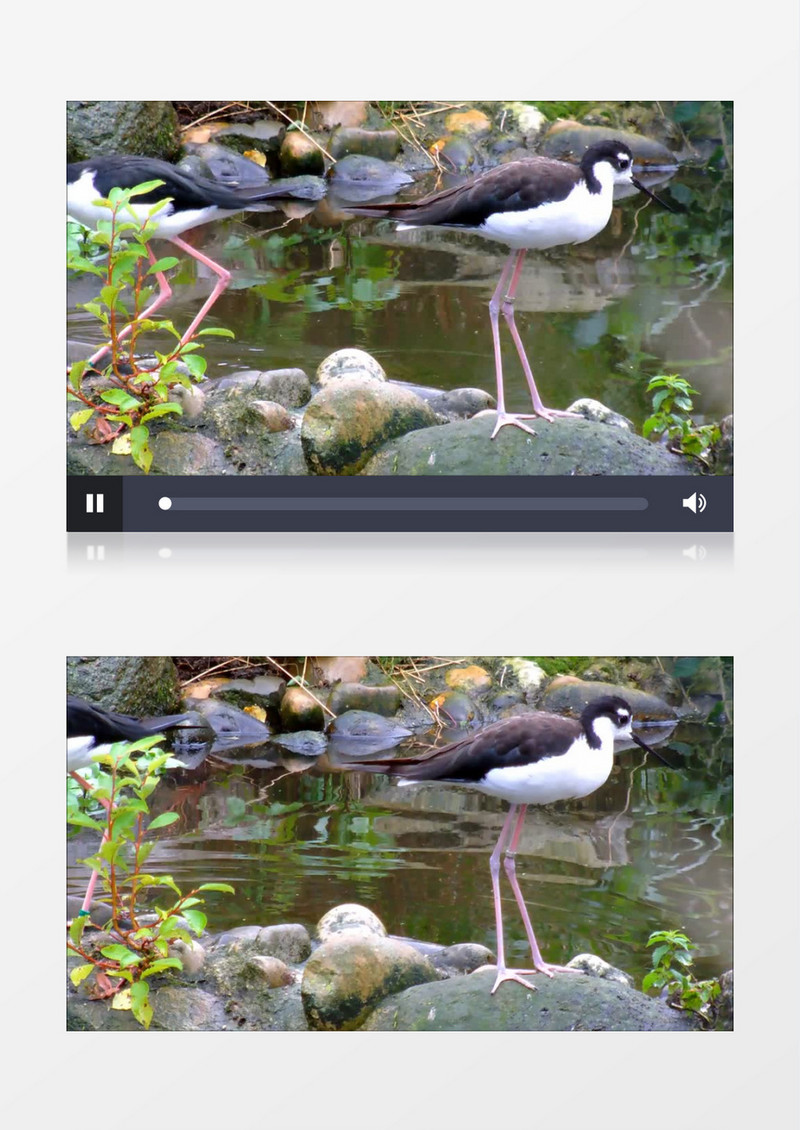 近距离特写拍摄美国野生动物长脚鹬黑颈鹤实拍视频素材