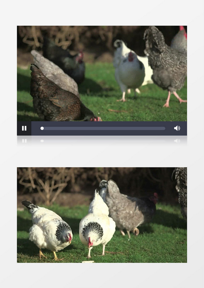野外散养家禽鸡实拍视频素材