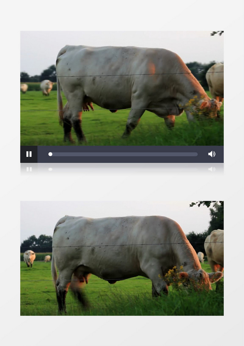 农场牧场里动物奶牛吃草实拍视频素材