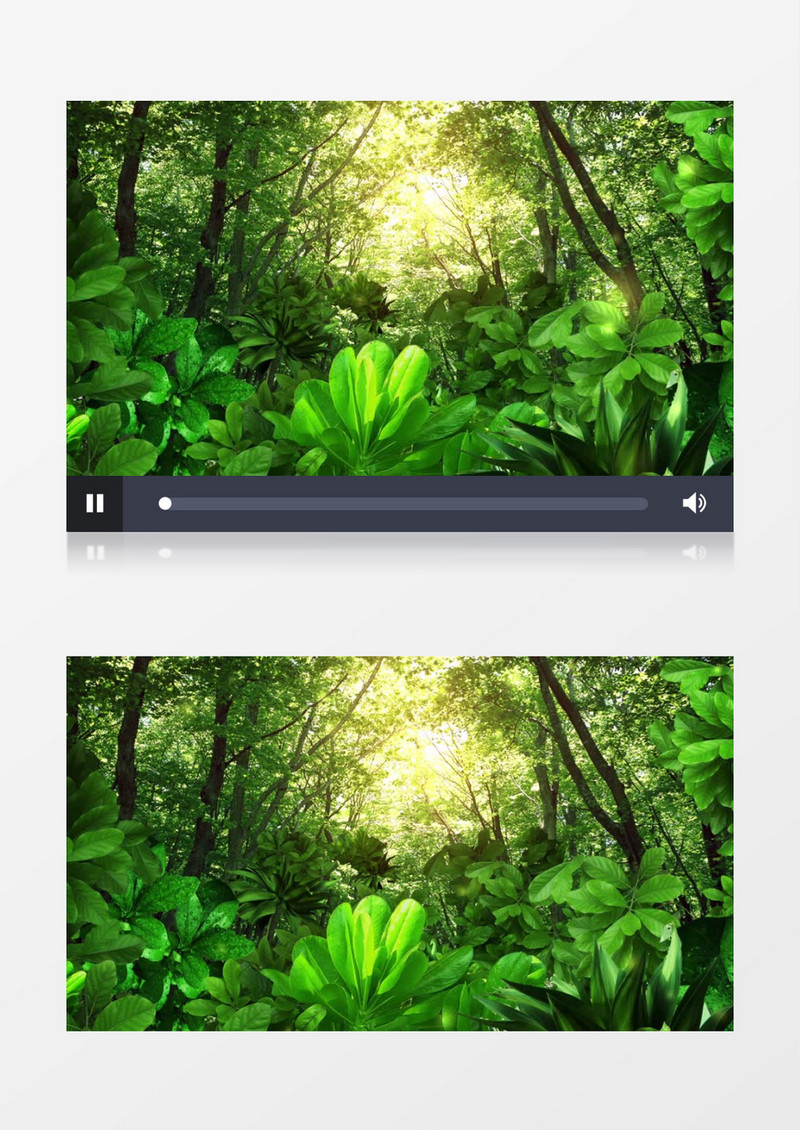 散发着绿色光芒的梦幻森林视频素材