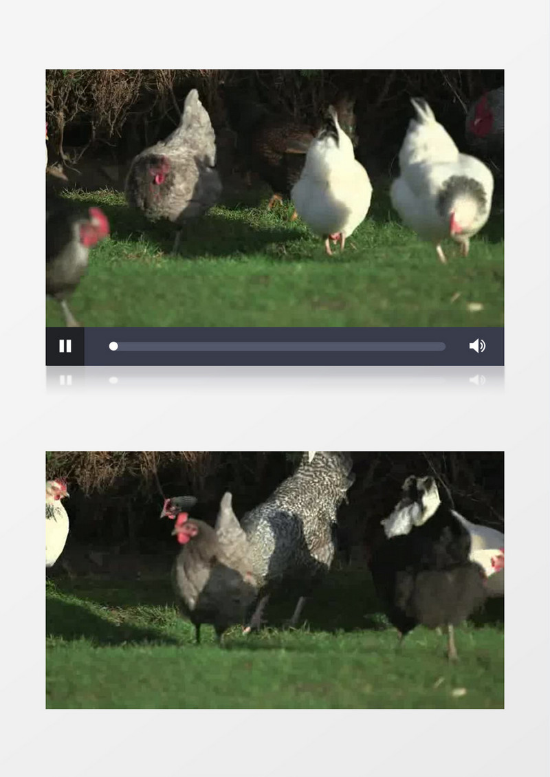 绿色健康有机散养家禽土鸡实拍视频素材