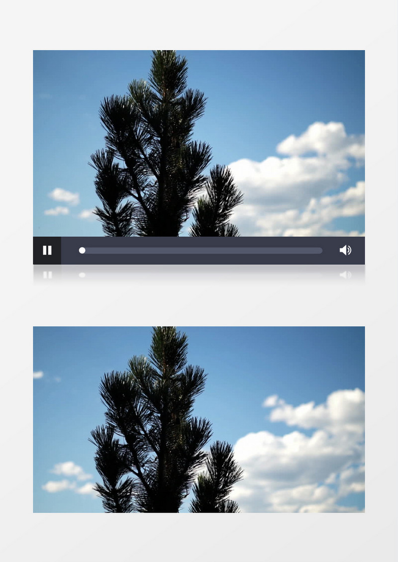 高清拍摄夏天针叶树蓝天白云实拍视频素材