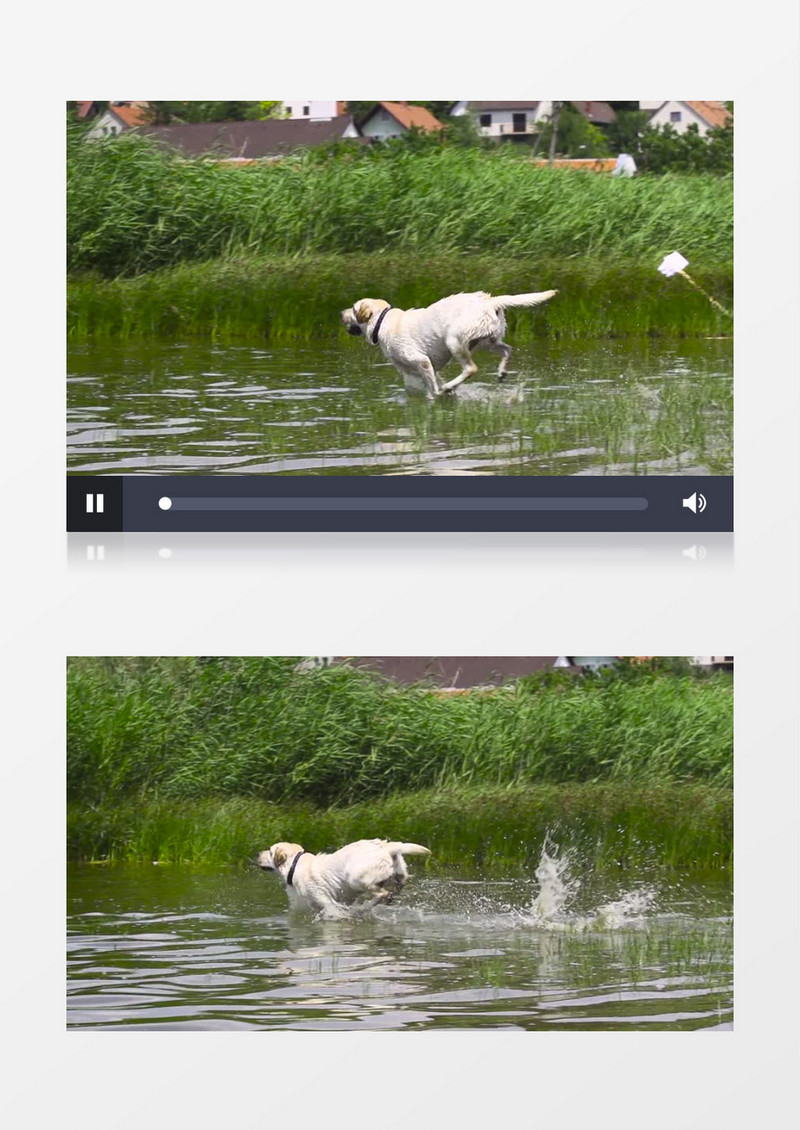 池塘中拉布拉多小狗在池塘中奔跑溅起水花实拍视频素材