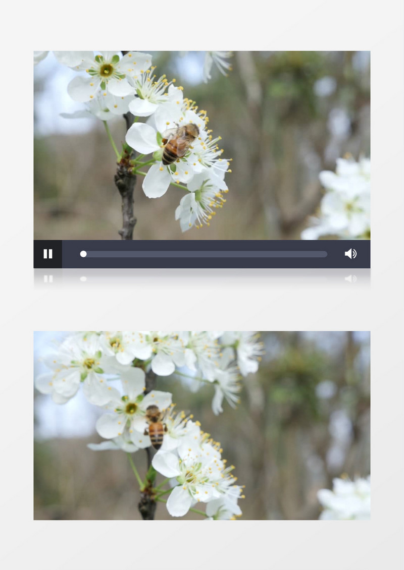 春天蜜蜂花中采粉实拍视频素材