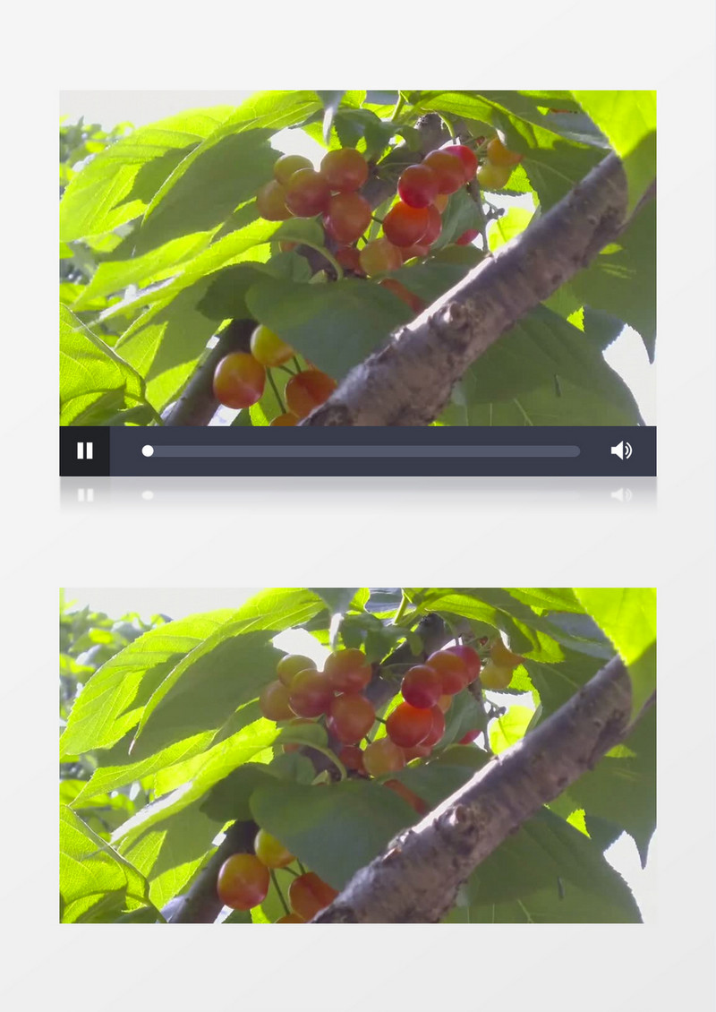 微风吹动樱桃树枝视频素材