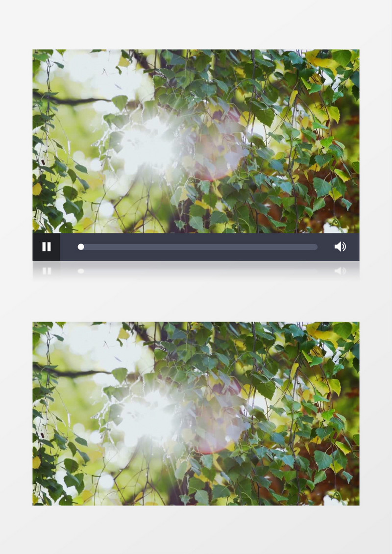 慢动作特写拍摄森林公园树枝树叶在阳光的照耀下实拍视频素材