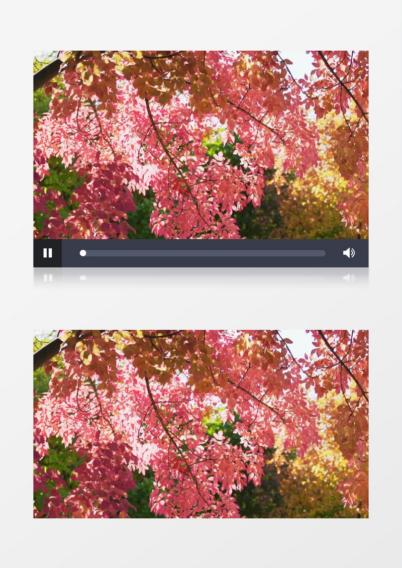 秋天户外公园美丽的丰富多彩的树叶实拍视频素材