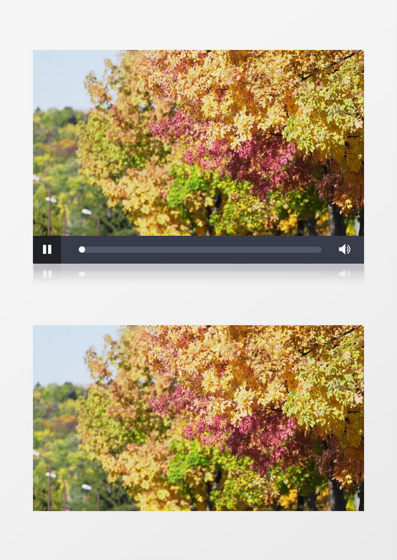 特写拍摄白天秋天户外森林公园丰富多彩的树叶实拍视频素材