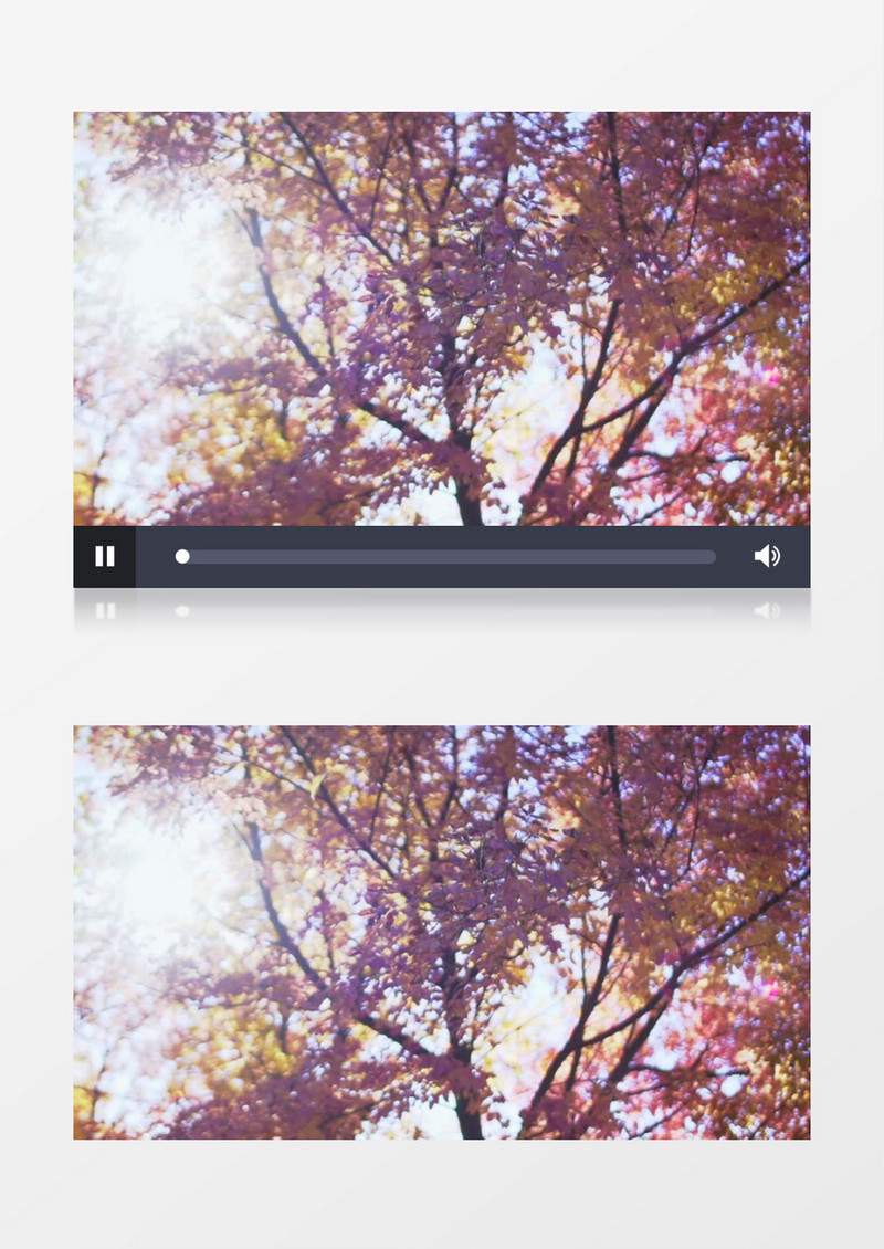特写拍摄秋天白天户外公园树叶落下实拍视频素材