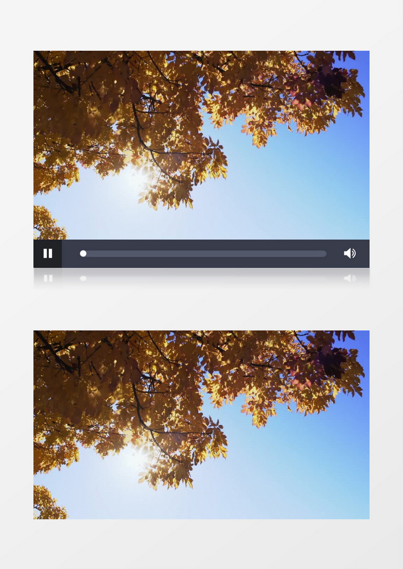 户外特写拍摄秋天阳光照耀下的树叶实拍视频素材