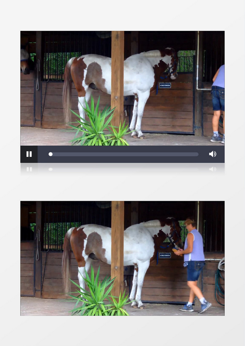 佛罗里达州农场女人照顾种马刷马毛实拍视频素材