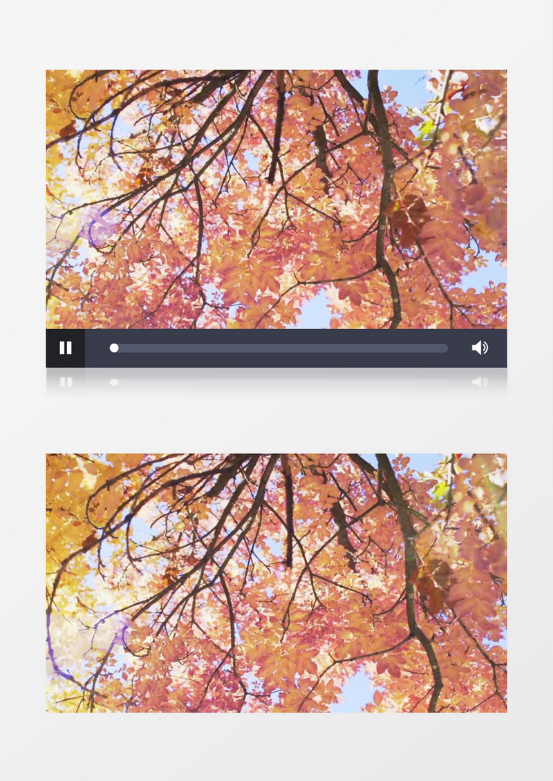 户外森林公园秋天的树木丰富多彩的树叶实拍视频素材
