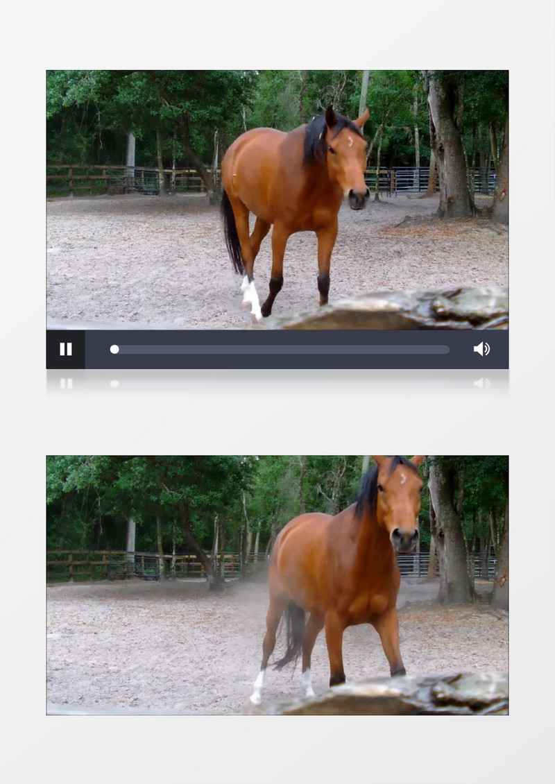 农场牧场里的棕色的种马实拍视频素材