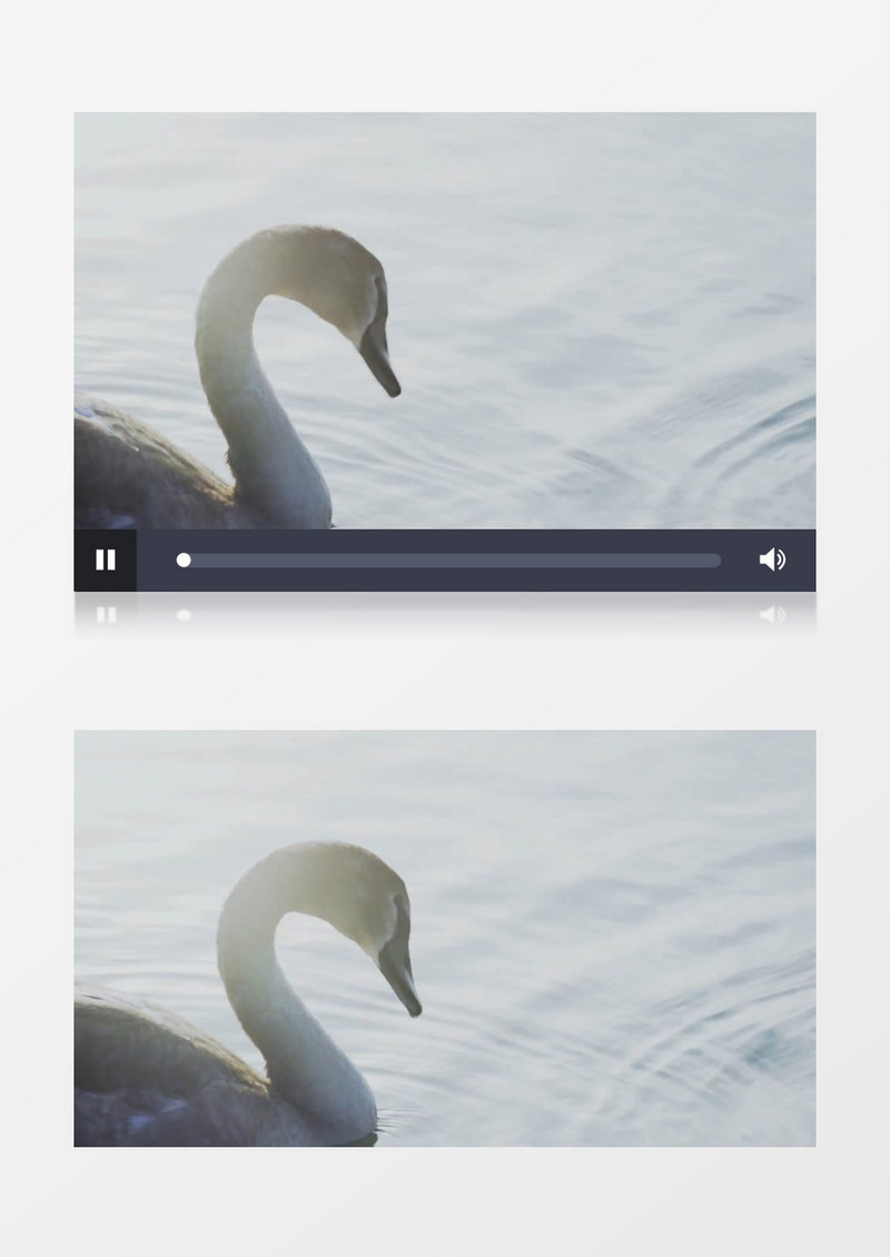 水库池塘中嬉戏的小天鹅鸭子实拍视频素材