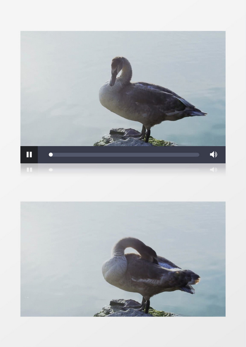 公园水库池塘的小天鹅实拍视频素材