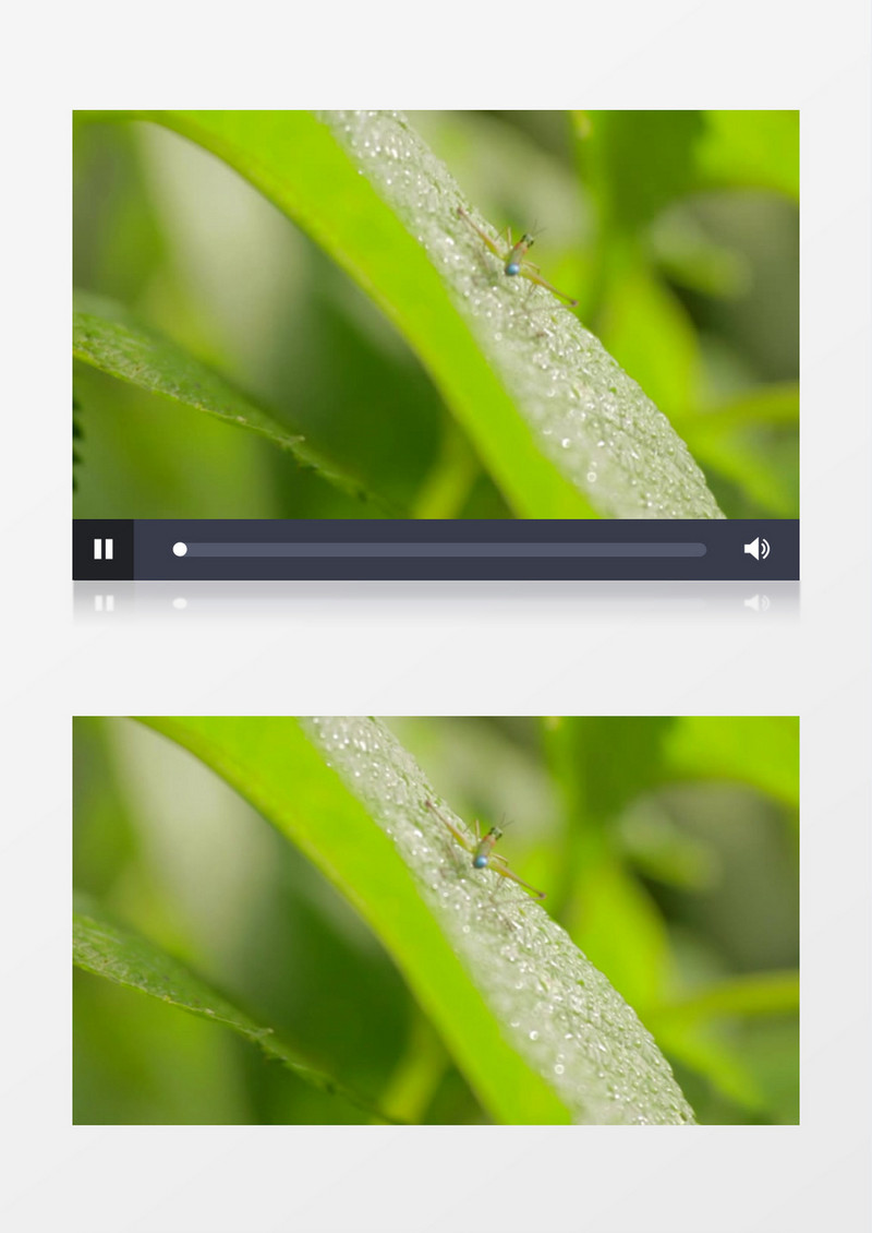 自然绿色植物昆虫高清实拍视频素材