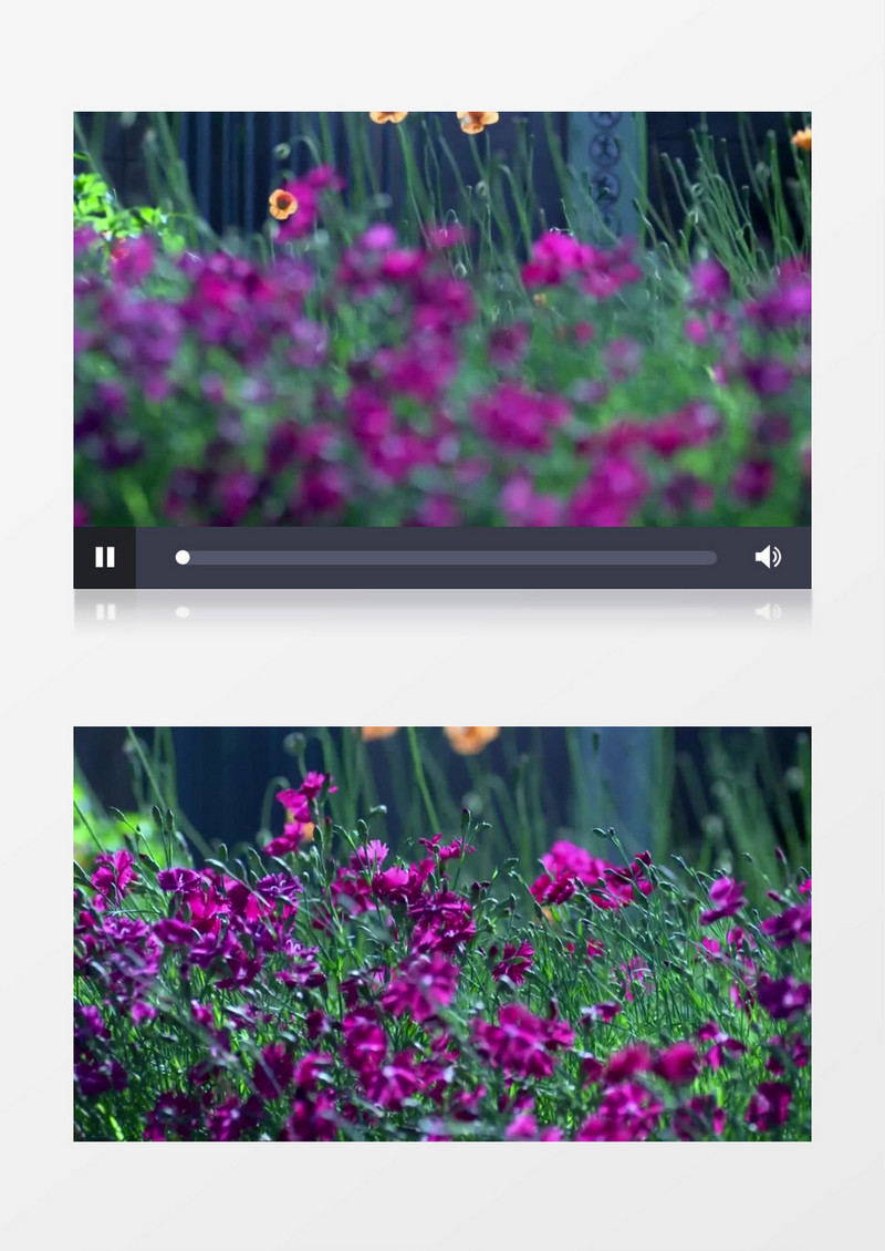 春天花园新鲜紫色鲜花实拍视频素材