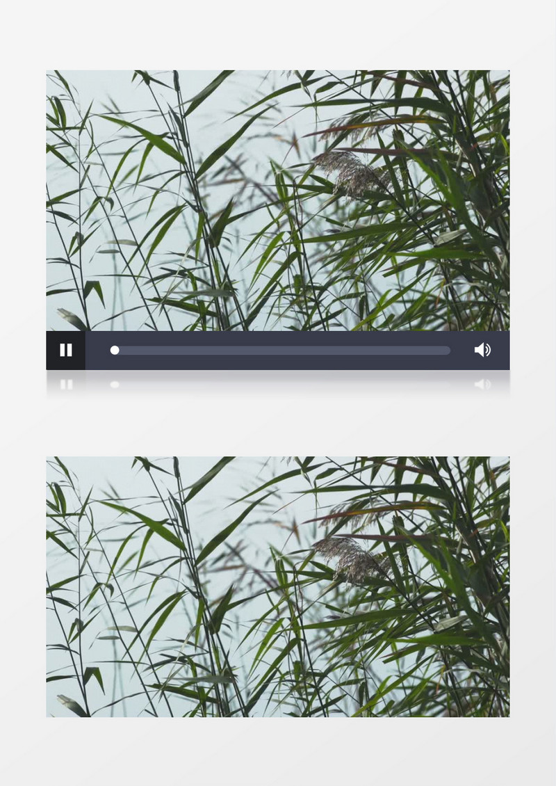 特写拍摄河边植物芦苇实拍视频素材