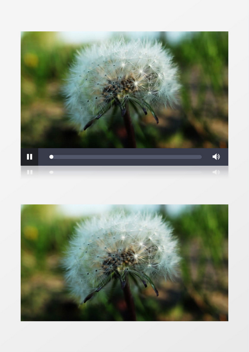 模糊散景拍摄花园里的植物开花的蒲公英实拍视频素材
