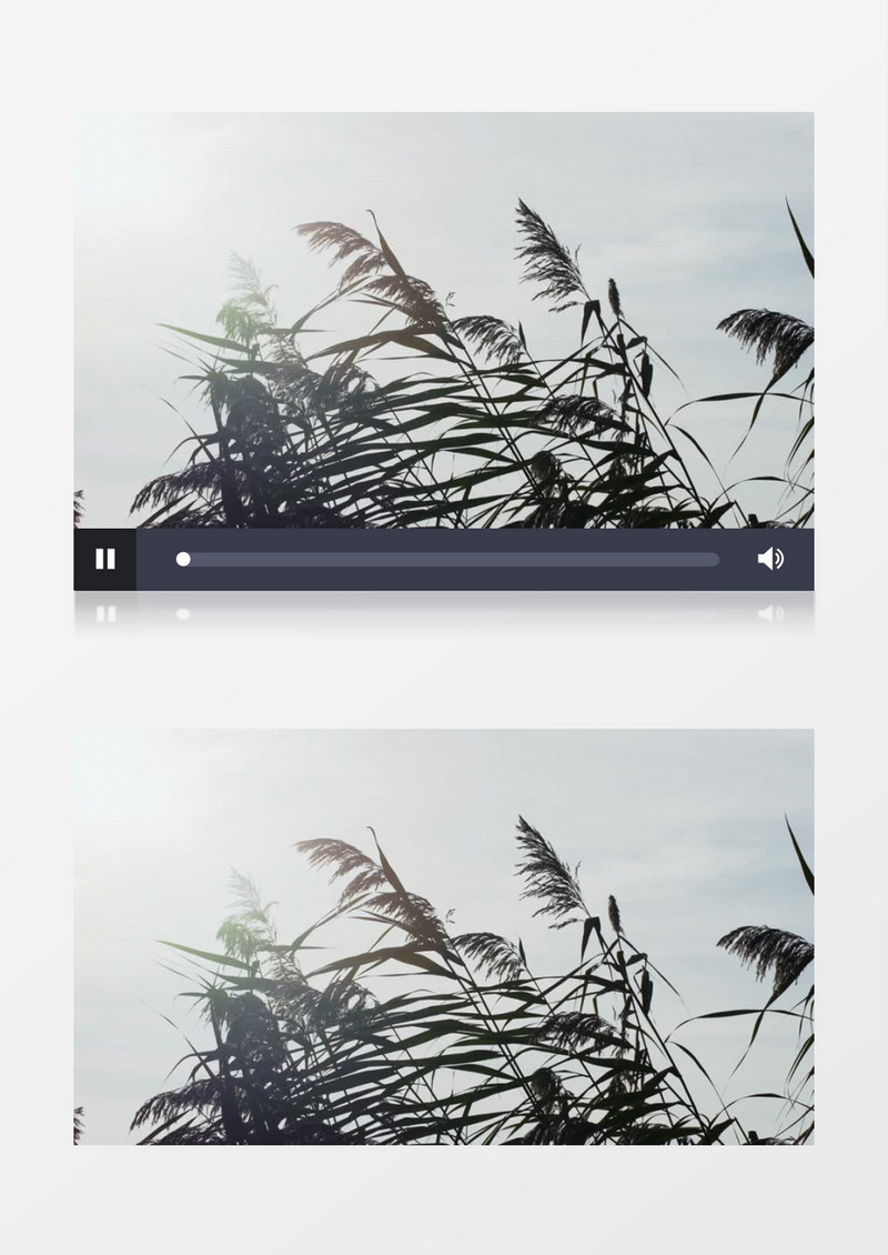特写拍摄湖边河边植物芦苇实拍视频素材