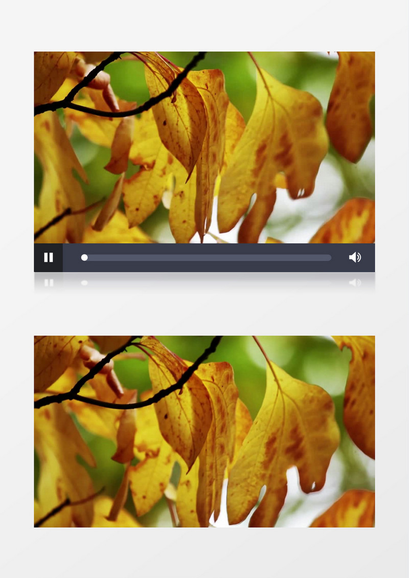 初秋安静树木树叶实拍视频素材